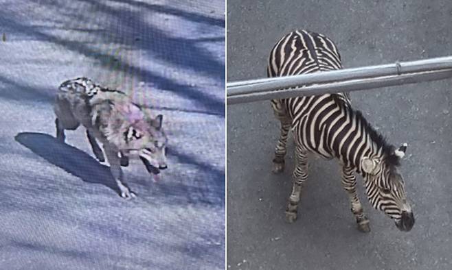 대전 오월드를 탈출한 늑대 늑구(왼쪽), 2023년 서울어린이대공원을 탈출한 얼룩말 세로. 연합뉴스