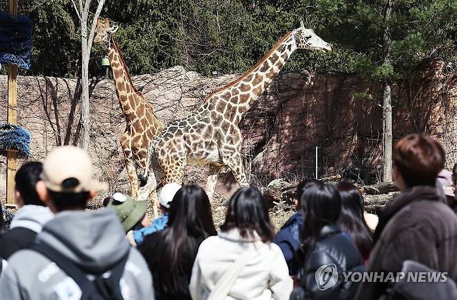 동물원에 찾아온 봄 3월19일 경기도 용인시 에버랜드 워킹 사파리를 찾은 시민들이 기린을 바라보고 있다. [연합뉴스 자료사진]