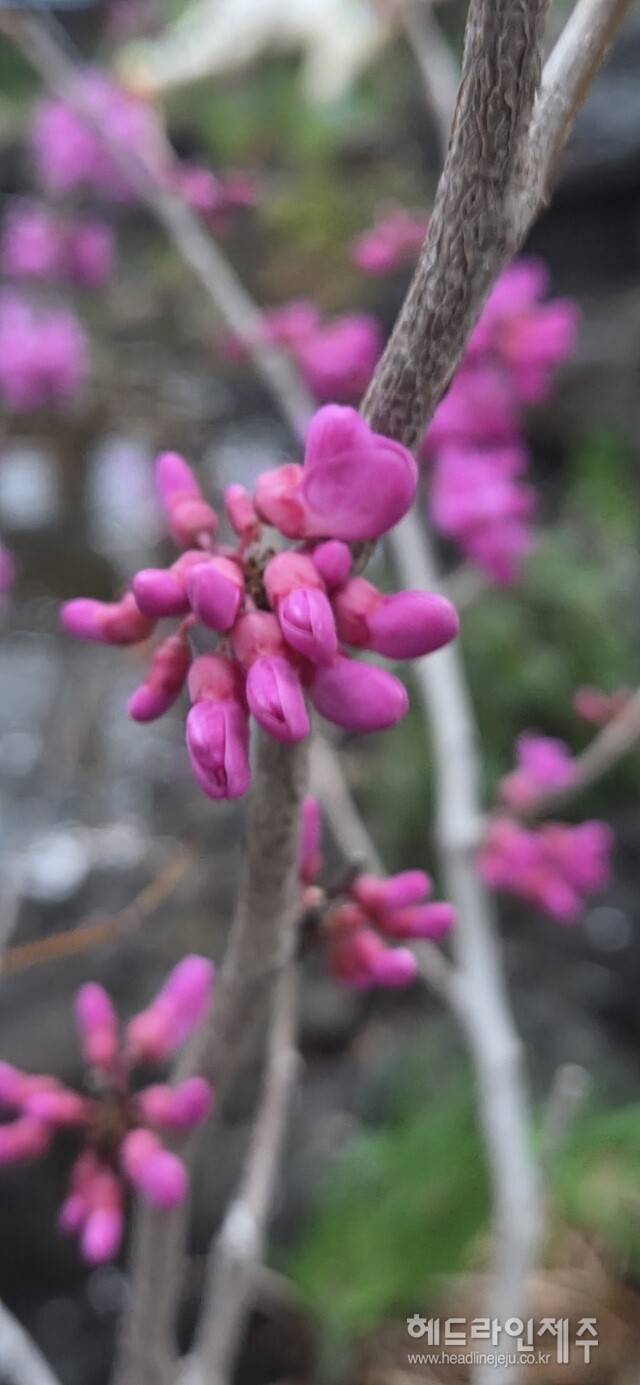 만개한 박태기나무 꽃. (사진=강철수)