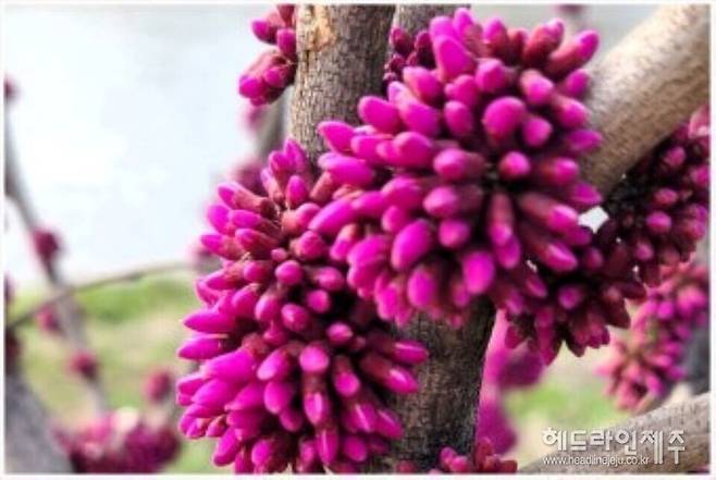 만개한 박태기나무 꽃. (사진=강철수)