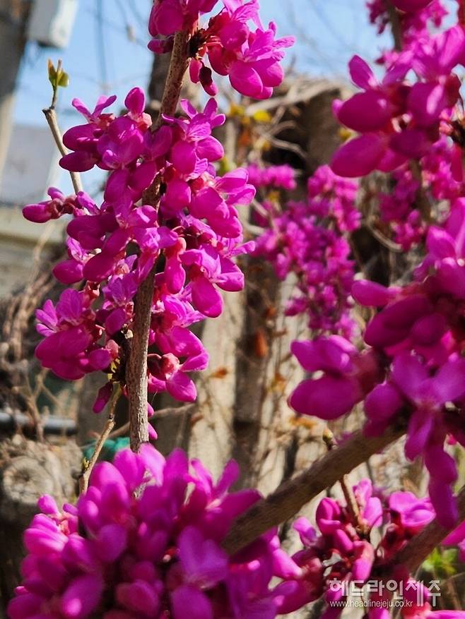 만개한 박태기나무 꽃. (사진=강철수)