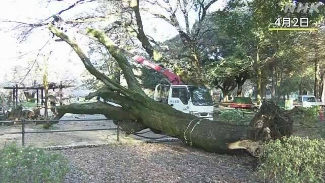 지난 2일 도쿄 세타가야구 키누타 공원에서 관계자들이 쓰러진 벚나무를 옮기고 있다. NHK.