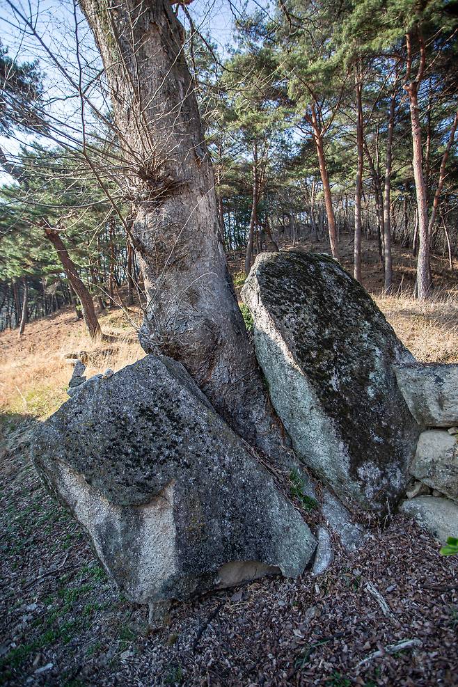 "깨달음은 멀리 있지 않다"는 듯 바위 사이에서 자라고 있는 "대단한 나무". / 김종연 영상미디어 기자