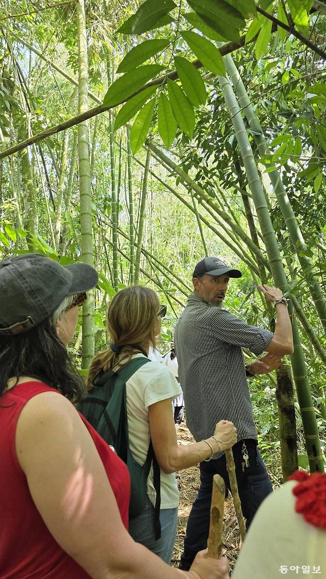 콜롬비아에서 건축 자재로 자주 활용되는 대나무를 가이드가 숲에서 설명하고 있다.