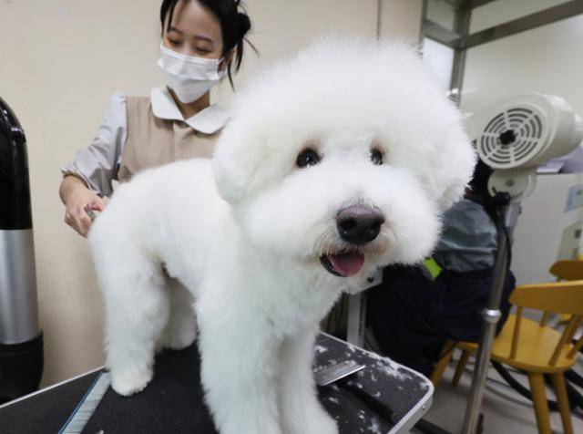 국제 강아지의 날인 지난달 23일 경기도 화성시 '반려마루 화성'에서 봉사자가 입양을 기다리는 강아지 미용을 해주고 있다. 연합뉴스