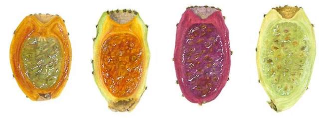 선인장 열매가 혈당과 콜레스테롤 등 대사 지표를 개선하는 데 도움이 될 수 있다는 연구 결과가 나왔다./사진=flickr_Giovanni