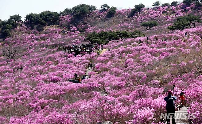 [대구=뉴시스] 이무열 기자 = 17일 대구 달성군 유가읍 비슬산 참꽃 군락지가 분홍빛으로 물들어 가고 있다. 달성군은 코로나19 확산 방지를 위해 올해 열기로 한 제26회 비슬산 참꽃 문화제를 취소했다. 2022.04.17. lmy@newsis.com