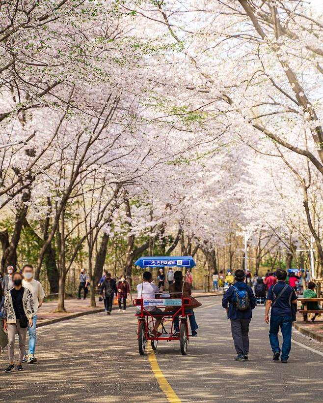 시민들이 벚꽃이 줄지어 만개한&nbsp;인천대공원 터널에서&nbsp;자전거를 타거나 걷고 있다.