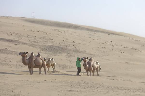 옹진군 대청도 옥죽동 사구에 설치된 낙타 조형물들 [경인방송DB]&nbsp;