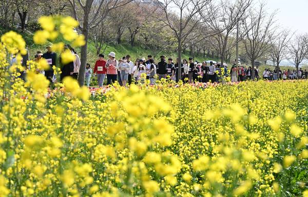 창녕군과 (사)창녕낙동강유채축제위원회, 경남도민일보가 함께한 제9회 창녕 유채꽃 라디엔티어링 행사가 창녕군 남지읍 낙동강변 유채단지에서 열렸다.걷기대회 참가자들이 노란 꽃물결을 따라 걷고 있다./김구연 기자