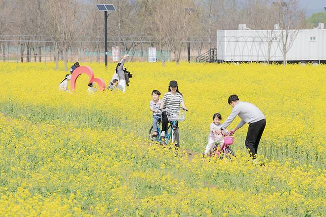 ▲ 낙동강 체육공원 유채꽃밭에서 시민이 가족들과 함께 즐거운 시간을 보내고 있다. 사진은 지난해 모습 구미시