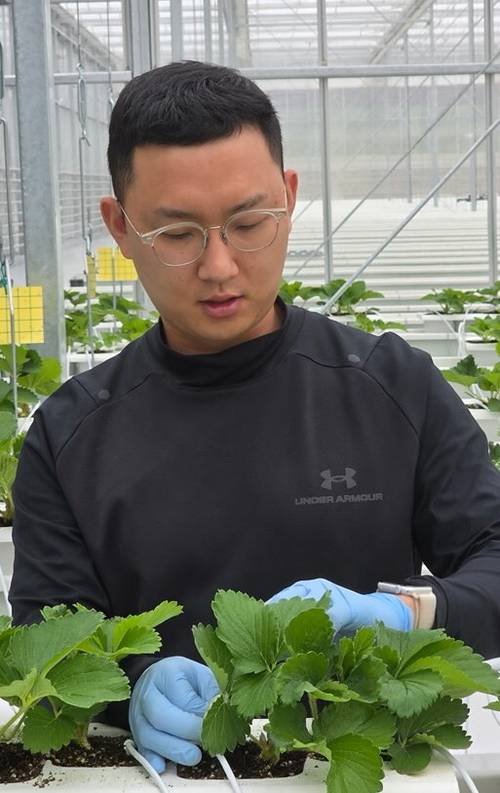 봉화 스마트팜 1기 교육생 권용우씨가 봉화군 임대형 스마트팜 온실에서 딸기 육묘 상태를 점검하고 있다. 황준오기자