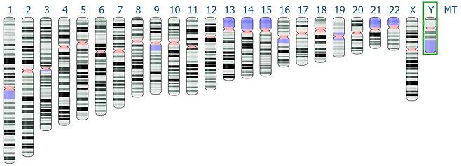 인류 유전체 지도의 표준: GRCh38과 이데오그램 (출처: National Center for Biotechnology Information, screenshot by Aarón Mayo, Public domain, via Wikimedia Commons)