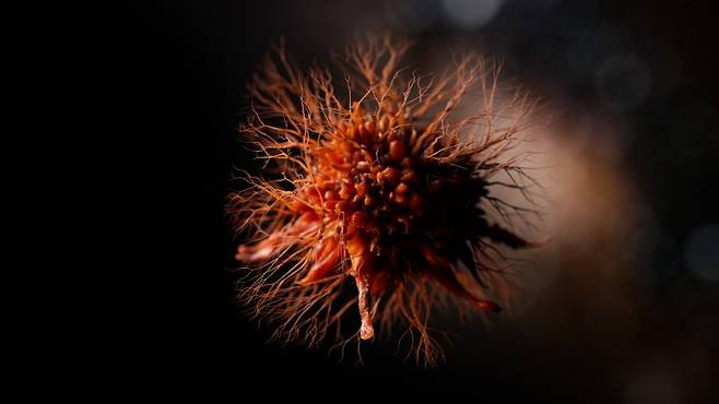 미혼 여성이 기혼 여성보다 암 발생 위험이 최대 85% 높다는 연구 결과가 나왔다. /사진=뉴시스