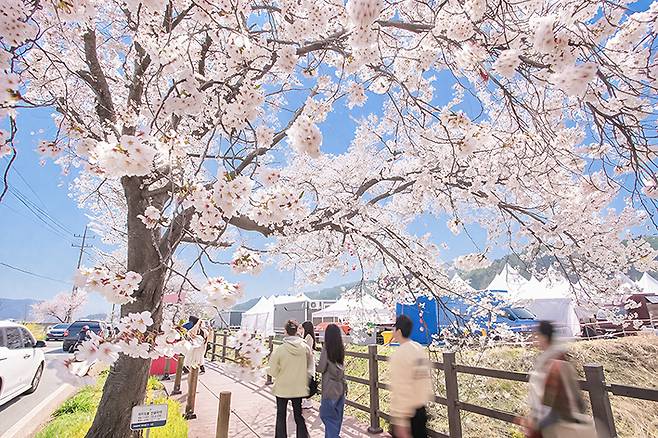 천안시 북면 위례벚꽃길을&nbsp;걷는 사람들.