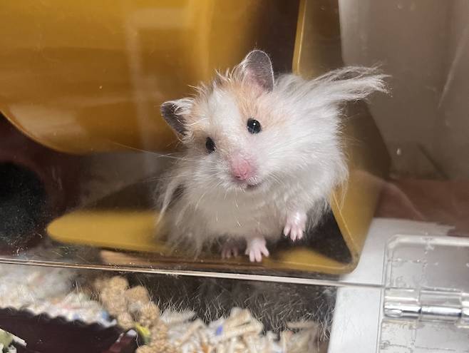 직장인 조모씨의 반려동물 '골든햄스터' [독자 제공]