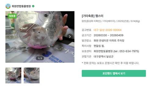 최근 올라온 유기 햄스터 공고 [포인핸드 제공]