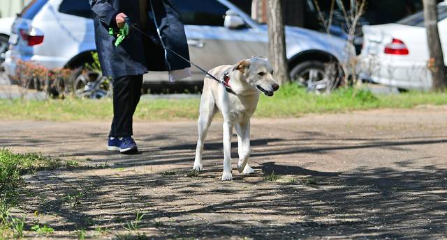 대구 수성구 상동교 인근에서 시민이 반려견과 함께 산책을 나서고 있다. 김진홍 기자