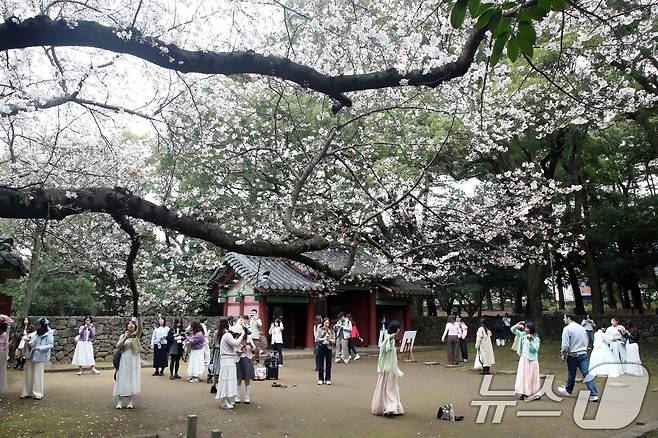 2제주시 삼성혈에 핀 벚꽃나무 앞에서 관광객과 도민들이 봄 정취를 즐기고 있다. 2026.3.29 ⓒ 뉴스1 고동명 기자