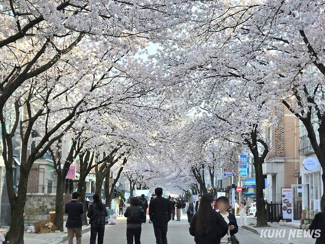 최근 강릉지역엔 경포·솔올·남산 등 3대 벚꽃축제가 열려 국내 62만여명의 관광객들이 다녀간데 이어 고양에서 열린 BTS콘서트의 영향으로 한류 관광지로 입소문 난 주문진 BTS 버스정류장을 찾는 외국인 관광객의 발걸음이 끊임없이 이어지는 등 국내외 관광객의 방문이 눈에 띄게 증가하고 있다. 교동택지 솔올벚꽃축제 모습. 전인수