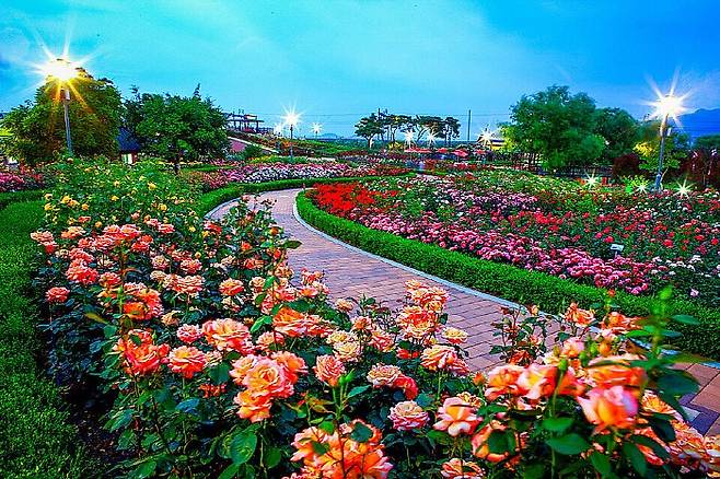 곡성 기차마을 장미공원 야경.<곡성군 제공>