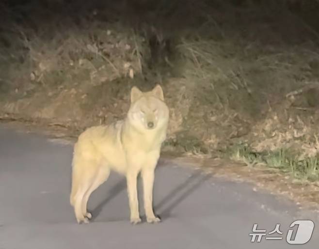 늑대를 봤다고 신고한 시민이 SNS를 통해 공개한 영상 캡처 (인스타그램 갈무리·재판매 및 DB금지)) /뉴스1