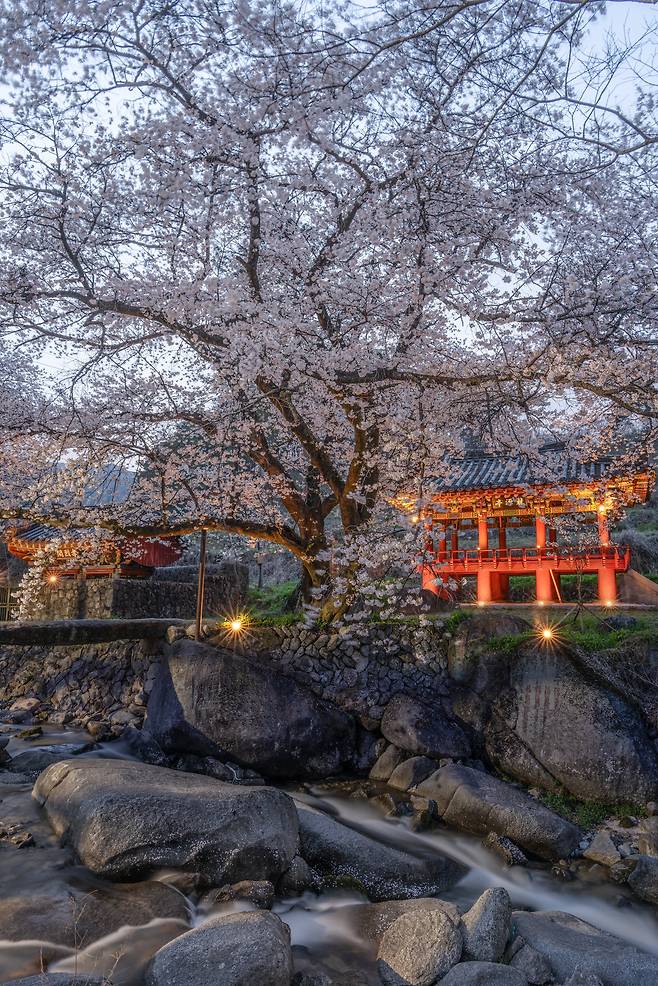 11일 저녁 만개한 벚꽃 아래 용원정이 빛나고 있다. 평소에는 조명이 없는 곳인데 휴대용 LED 조명을 놓고 야경사진을 촬영했다./박상훈 기자