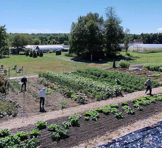 미국 뉴욕 한인 셰프들이 허드슨밸리에 개간한 밭에서 작물을 재배하고 있다./신창호 셰프 제공