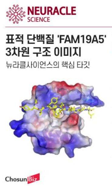 FAM19A5는 2007년 생물정보학적 분석을 통해 발견된 단백질이다. 이를 기반으로 2015년 뉴라클사이언스가 설립됐다. /그래픽=정서희