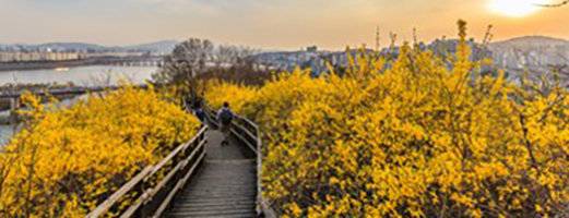 서울 성동구 응봉산 정상으로 이어지는 나무 데크에서 한 시민이 노랗게 핀 개나리꽃 사이를 걷고 있다. 응봉산 산책길은 서울시가 선정한 ‘아름다운 봄 꽃길 175선’ 중 한 곳이다. 서울시 제공