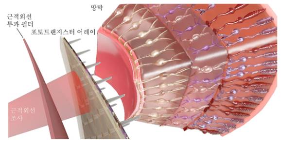 근적외선 감지 인공망막의 구조. [사진=연세대]