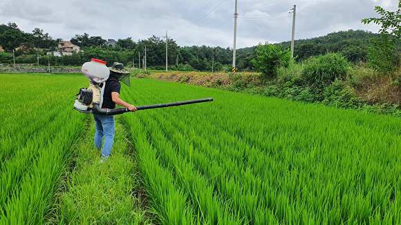 전남 강진군 농업 관계자가 논에 비료를 뿌리고 있다. [사진=강진군]