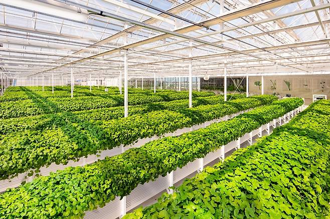 Green centella asiatica is raised at a smart farm facility in Jeju Island in an undated photo. [RIMAN KOREA]