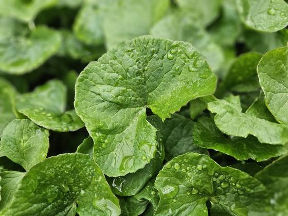 A giant green centella asiatica, which was developed after modifying 30 species available in Jeju Island [RIMAN KOREA]