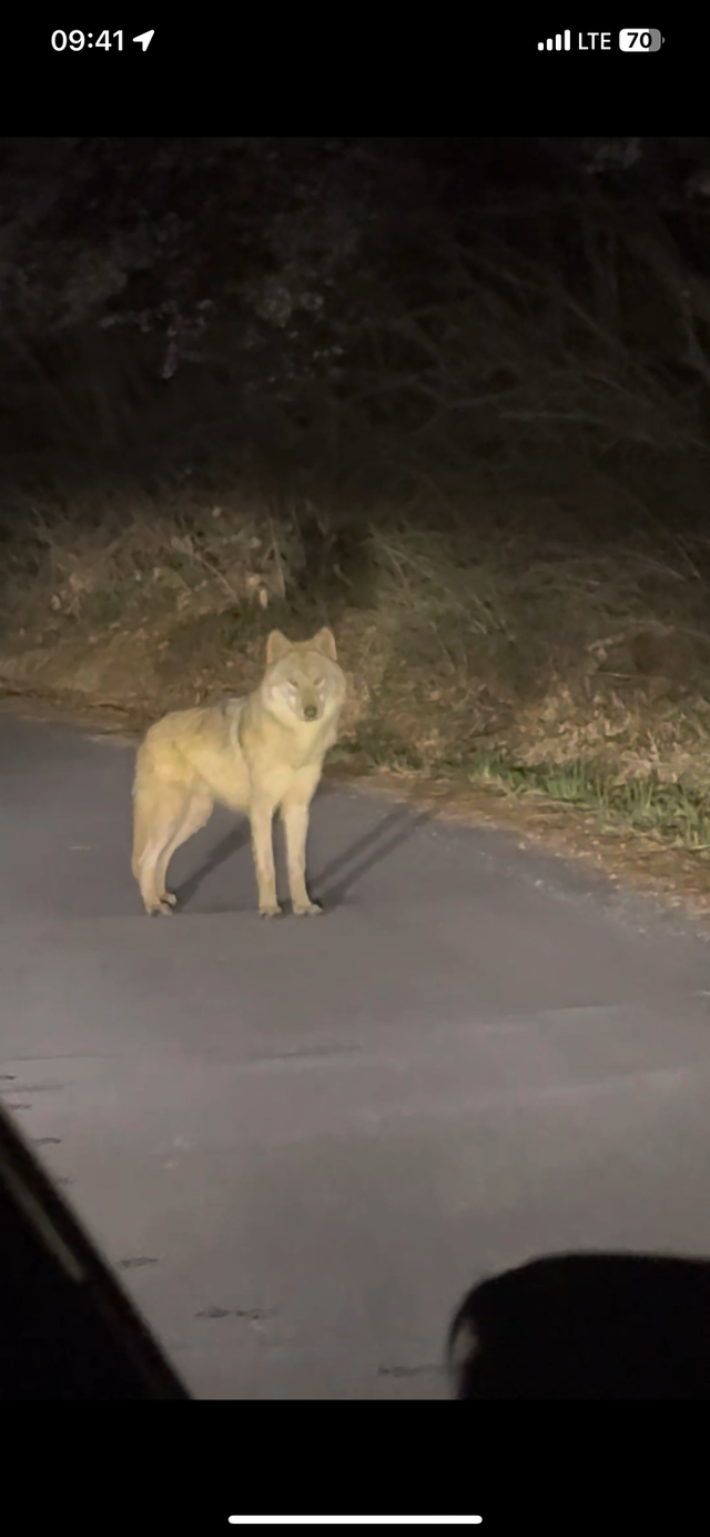 늑구 발견 독자 강준수 씨가 문화일보에 제공한 동영상 캡처 화면.