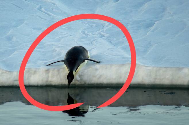 황제펭귄.[게티이미지뱅크]