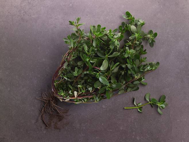 쇠비름은 한방에선 약재로도 이용되는 식물로, 자주 먹으면 오래 산다고 하여 ‘장명채(長命菜)’라고 부르기도 한다. 클립아트코리아 제공