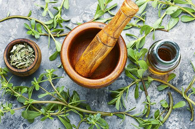 쇠비름은 과거 피부 염증이나 벌레 물린 데 바르는 용도로 사용되기도 했으며, 장 건강 개선에도 도움을 준다고 전해진다. 클립아트코리아 제공