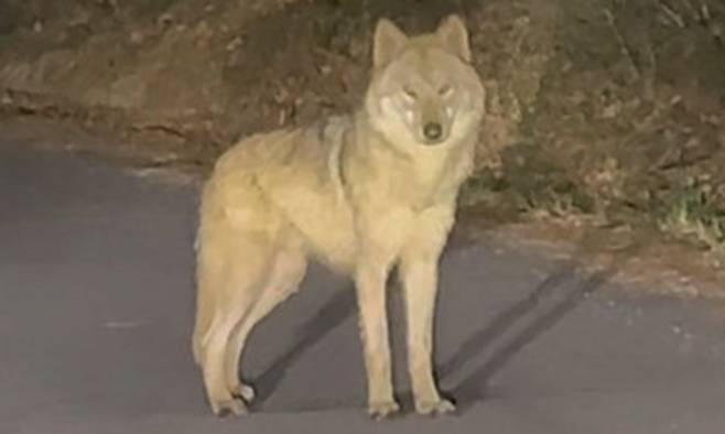 대전 오월드 탈출 이후 한동안 행방이 묘연했던 늑대 '늑구'가 13일 오후 10시 43분께 오월드 인근 야산에서 목격된 모습. 사진은 목격한 시민이 찍은 영상 갈무리. 연합뉴스