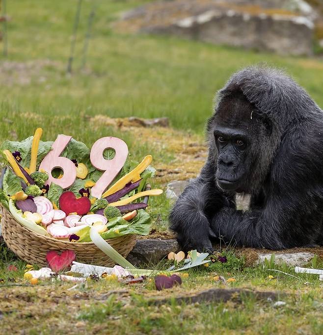13일(현지시간) 69번째 생일을 맞은 고릴라 파투. 베를린동물원 SNS 캡처