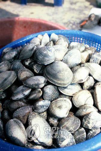 영흥도 바지락 [연합뉴스 자료 사진]