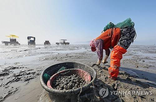 '바다향 품은 갯벌 속 보물' 태안산 바지락 채취 한창     (태안=연합뉴스) 최근 식물성 플랑크톤 등 먹이가 풍부한 충남 태안 갯벌에서 살이 통통하게 오른 바지락 채취가 한창이다. 사진은 지난 23일 태안군 소원면 법산리에서 어촌계원들이 바지락을 채취하는 모습. 2024.5.27 [태안군 제공. 재판매 및 DB 금지]     cobra@yna.co.kr (끝)