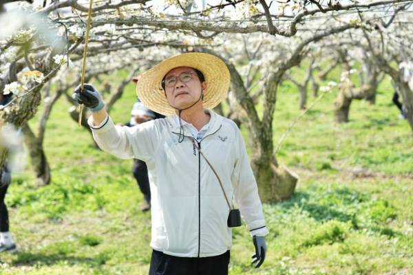 김석필 천안시장 권한대행 부시장이 15일 천안시 성환읍 송덕리의 한 배 재배 농가를 찾아 인공수분 일손돕기를 하고 있다. 천안시 제공.