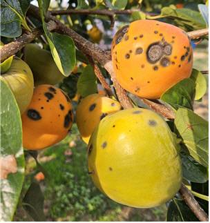 포자가 형성된 반점이 나타난 열매.사진=농촌진흥청