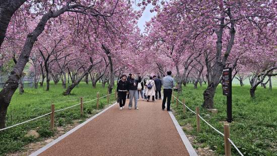 지난 15일 오후 만개한 웅동수원지 벚꽃.사진=이은수기자