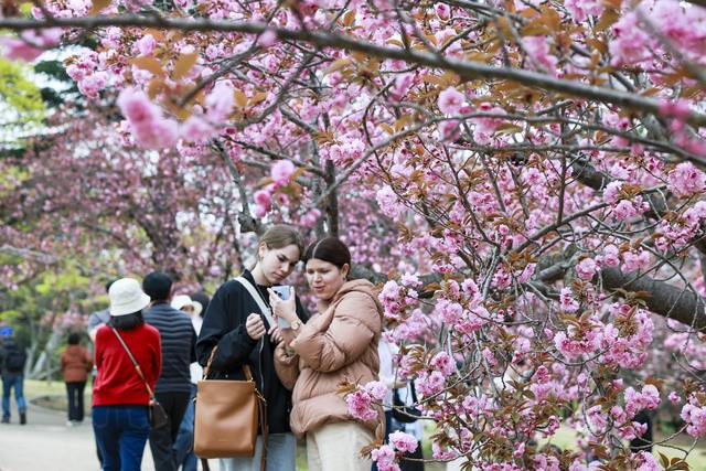 경주 불국사 겹벚꽃이 꽃망울을 터뜨리기 시작하면서 국내외 관광객들의 발길이 몰려들고 있다. 경주시 제공