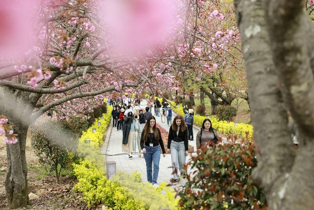 경주 불국사 겹벚꽃이 꽃망울을 터뜨리기 시작하면서 방문객들의 발길이 이어지고 있다. 경주시 제공