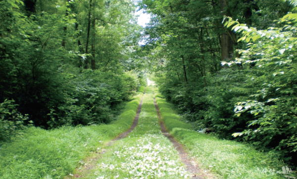 기분이 좋아지는 길