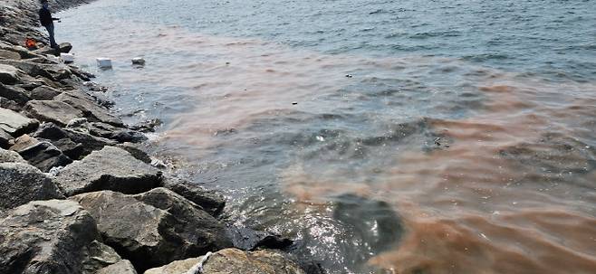 안산 시화나래휴게소 인근 해역에서 발견된 '야광충' 군집 모습. 주황색 액체 괴물을 연상케 한다.(사진=경기도해양수산자원연구소)