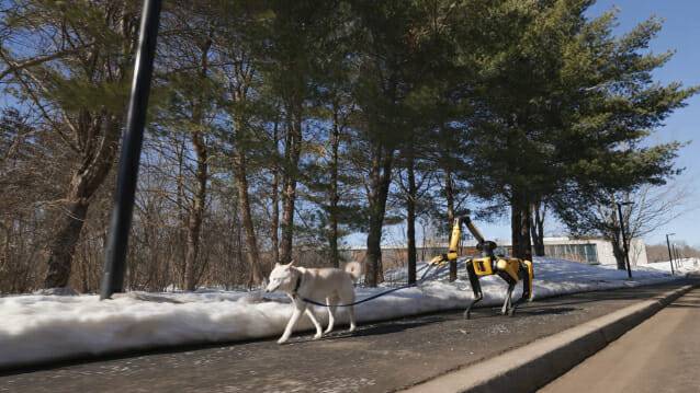 스팟이 목줄을 잡고 강아지를 산책시키는 장면 (사진=보스턴다이나믹스)